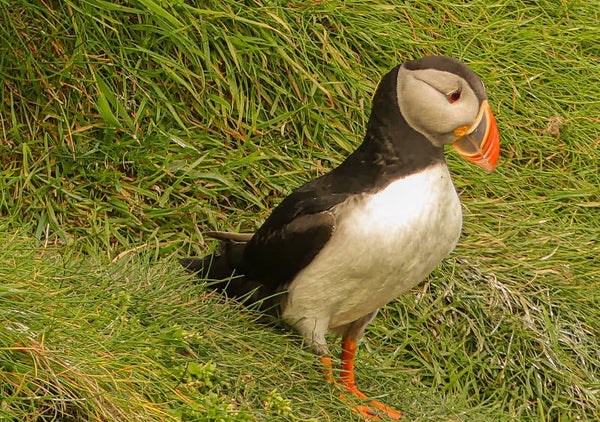 A Puffin Sumburgh Head Shetland