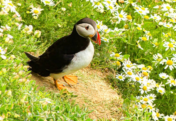 A Puffin Sumburgh Head Shetland