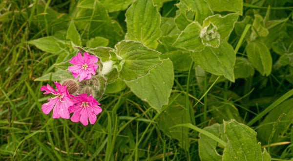 Red Campion Gulberwick Shetland
