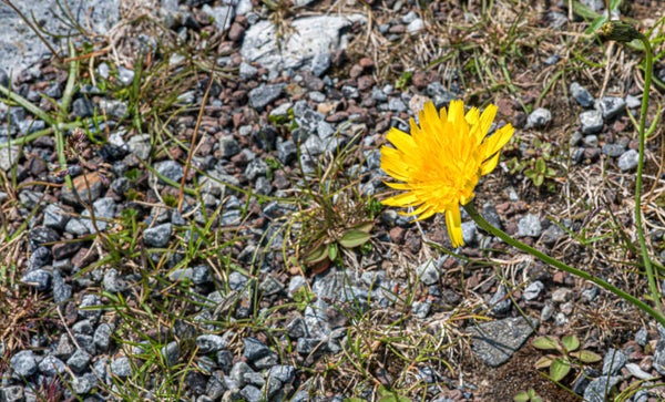 Hawkweed Shetland
