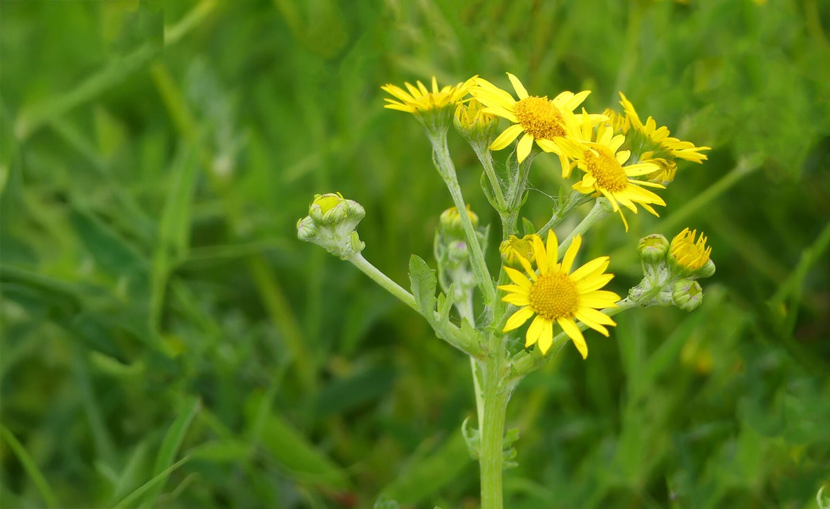 Ragwort | Nordic photographic
