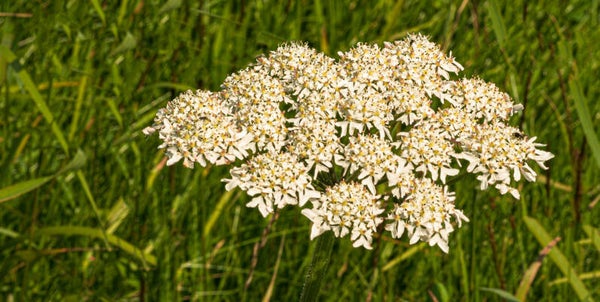 Wild Angelica Shetland