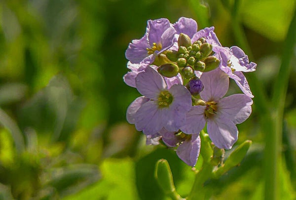 Sea Rocket