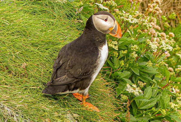 A Puffin Sumburgh Head Shetland