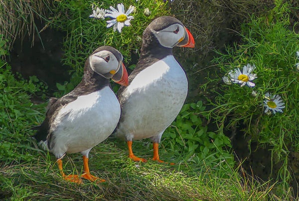 Puffins