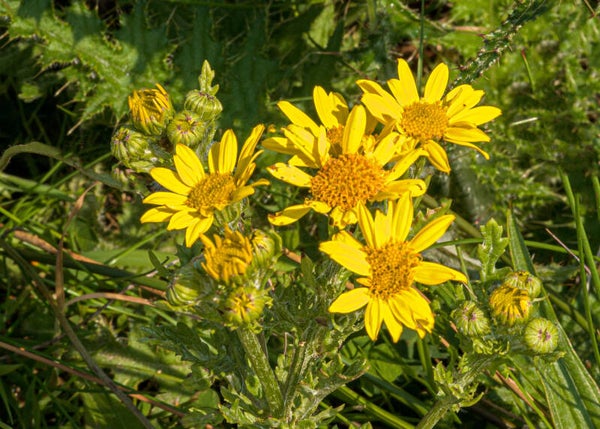 Rag Wort Shetland