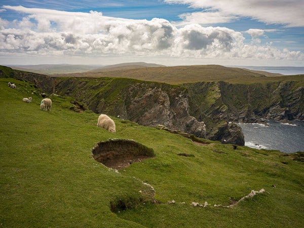 Sheep Unst