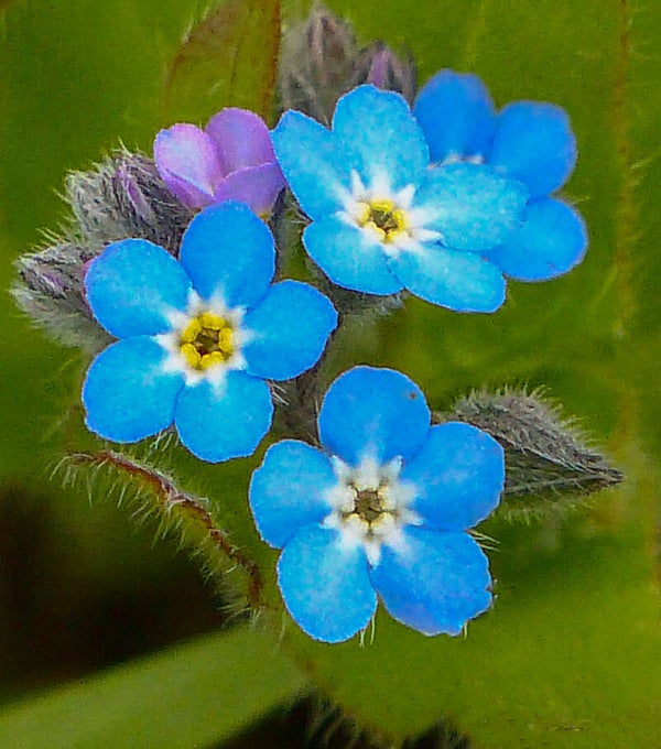 Forget-Me-Nots