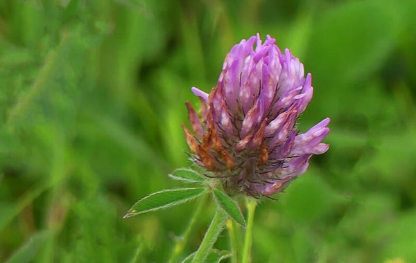 A Flower