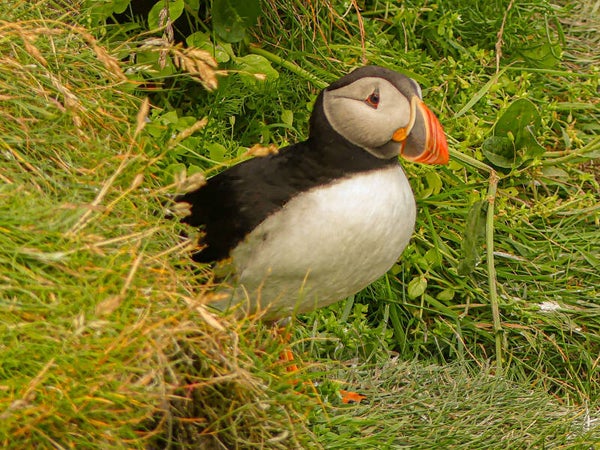 A Puffin Sumburgh Head Shetland