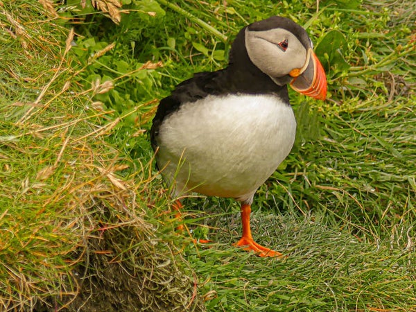 A Puffin Sumburgh Head Shetland