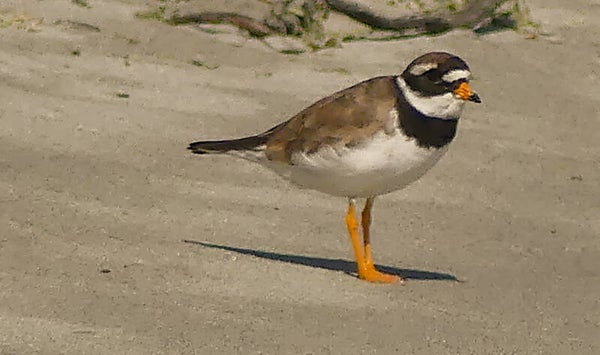 A Ringed Plover