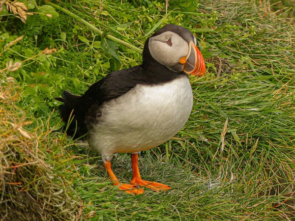 A Puffin Sumburgh Head Shetland