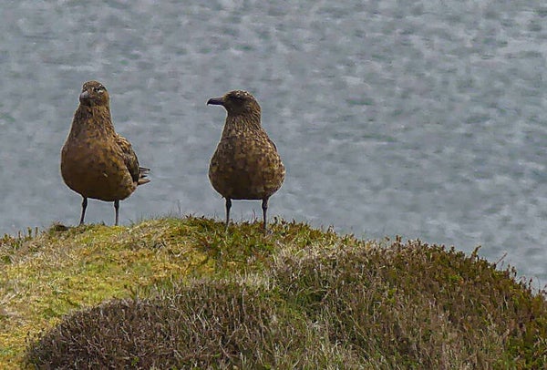 Great Skuas Hermaness Unst Shetland