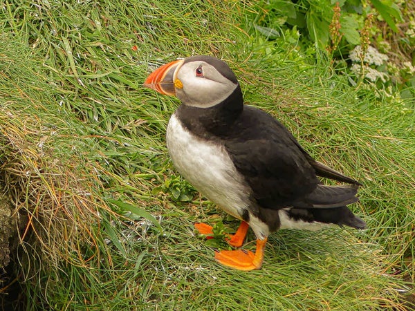 A Puffin Sumburgh Head Shetland