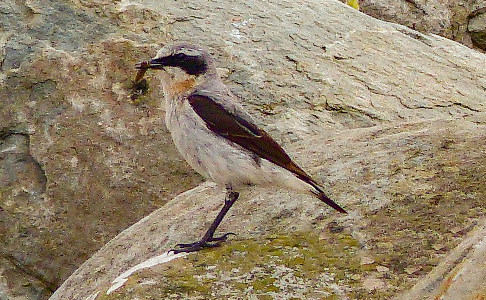 A Shrike