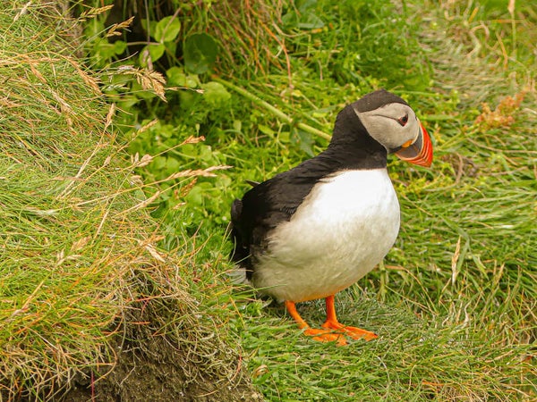 A puffin Sumburgh Head Shetland