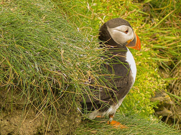 A Puffin Sumburgh Head Shetland
