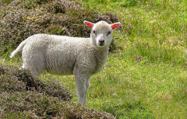 A Lamb Unst Shetland