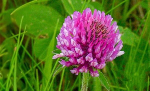 Purple Clover
