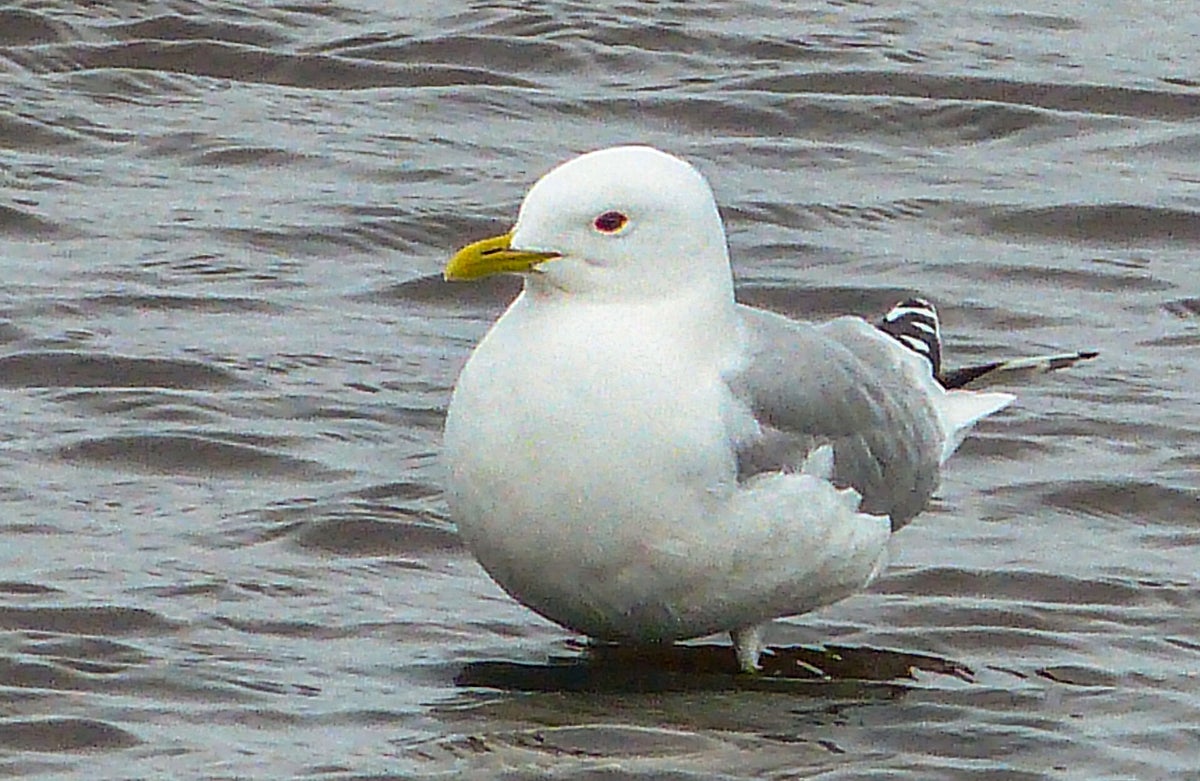 A Gull | Nordic photographic