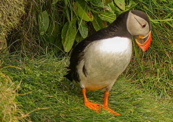 A Puffin Sumburgh Head Shetland