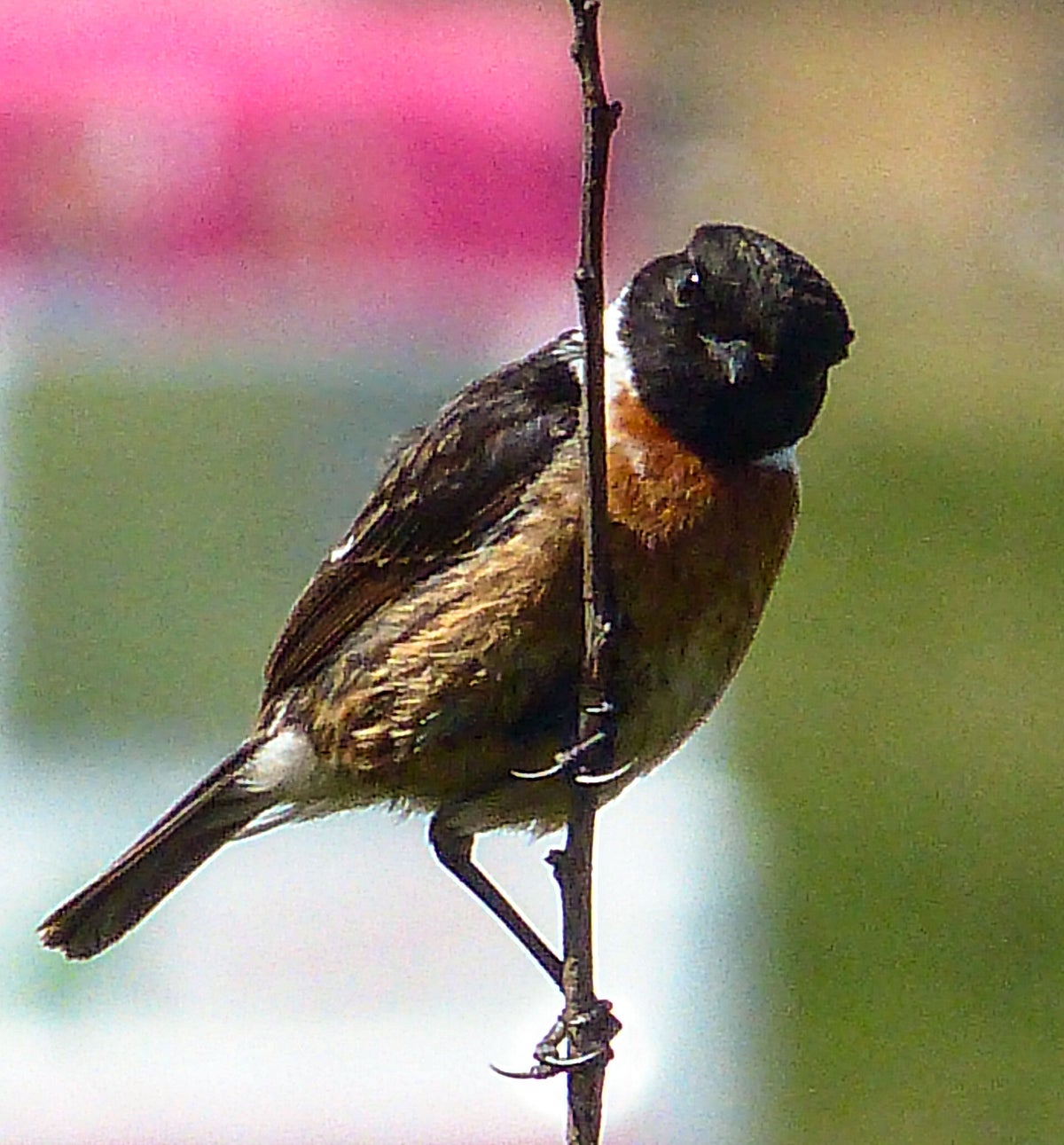 A Stonechat | Nordic photographic
