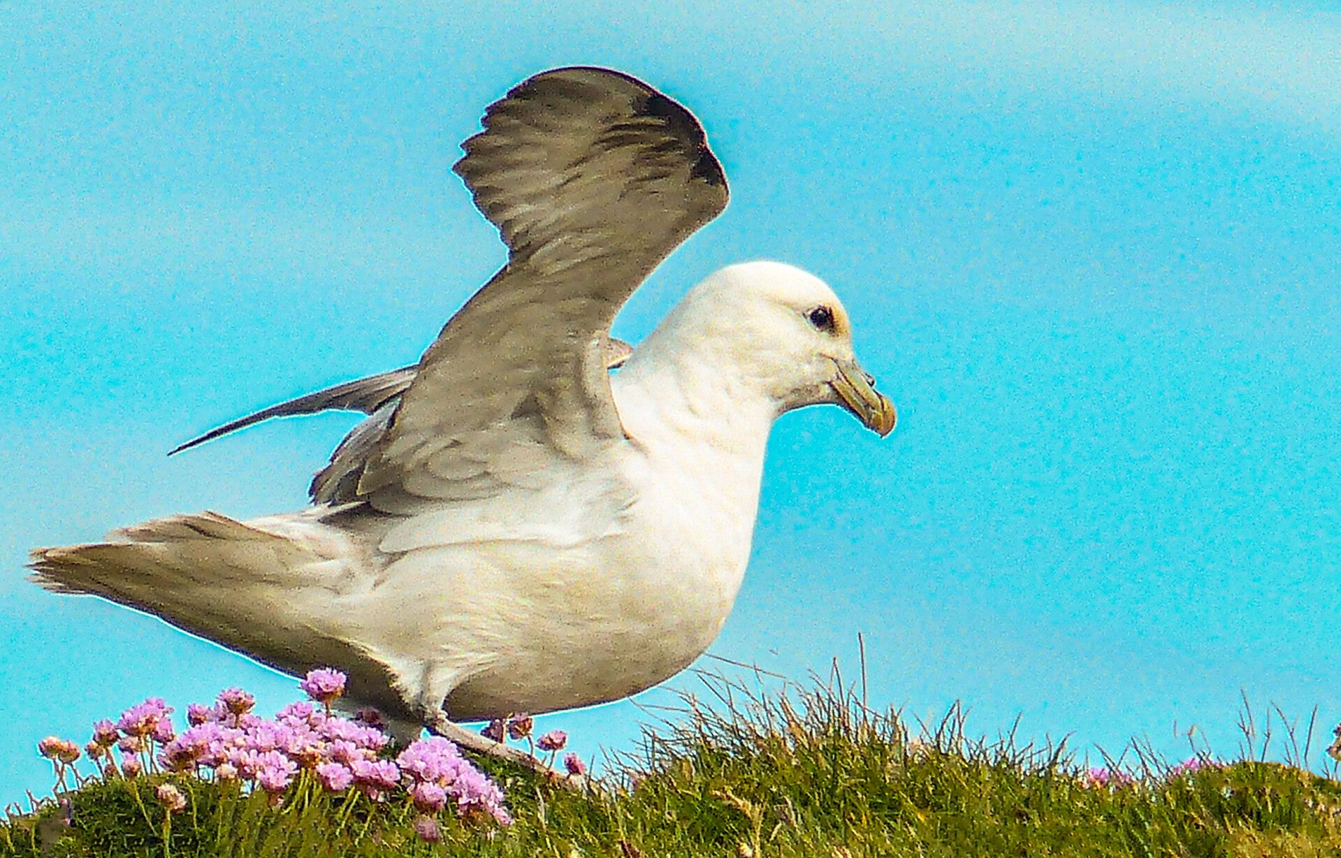 A Fulmar