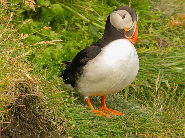 A puffin Sumburgh Head Shetland