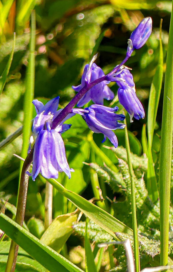 BlueBells