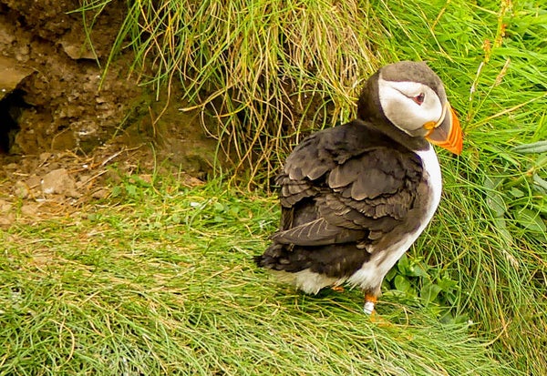 A Puffin Sumburgh head Shetland