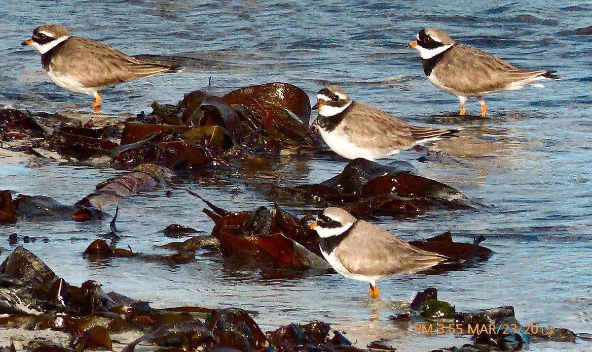 A Ringed Plover | Nordic photographic