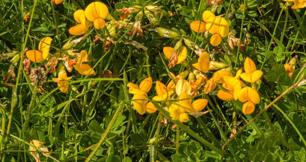 Birdsfoot Trefoil Shetland