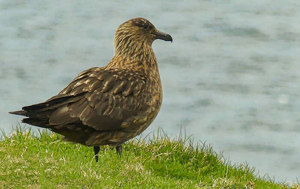 Great Skua Unst Shetland