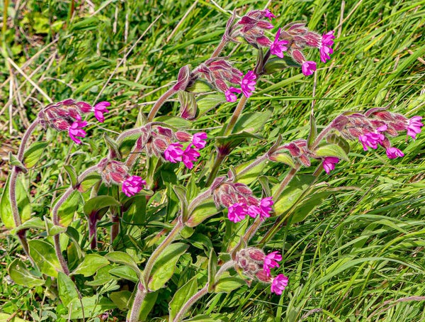 Red Campion