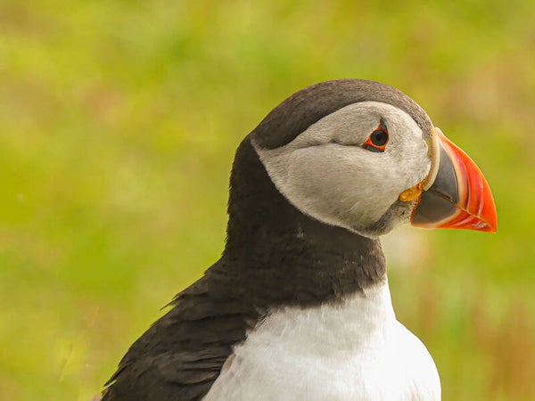 A Puffin Sumburgh Head Shetland
