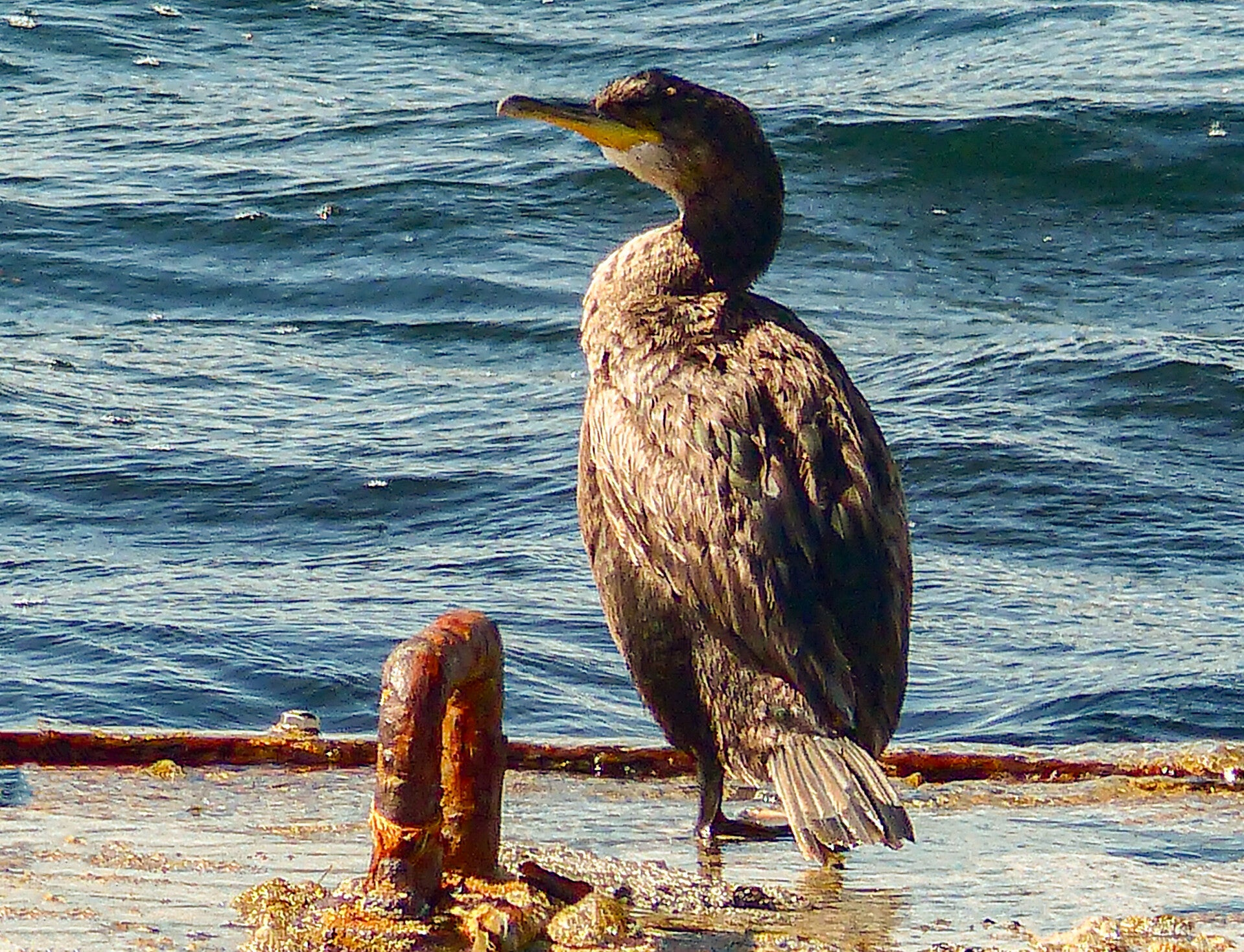 A Cormorant