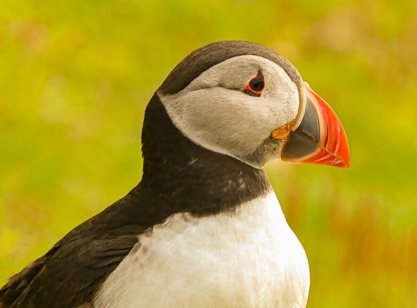 A Puffin Sumburgh Head Shetland