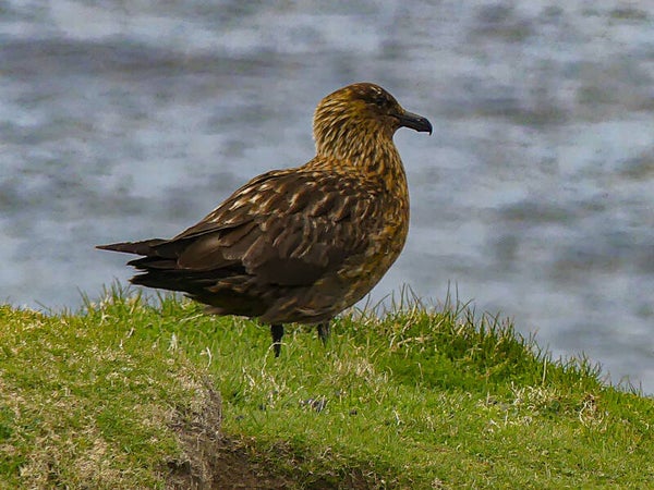 A Great Skua Hermaness Unst Shetland