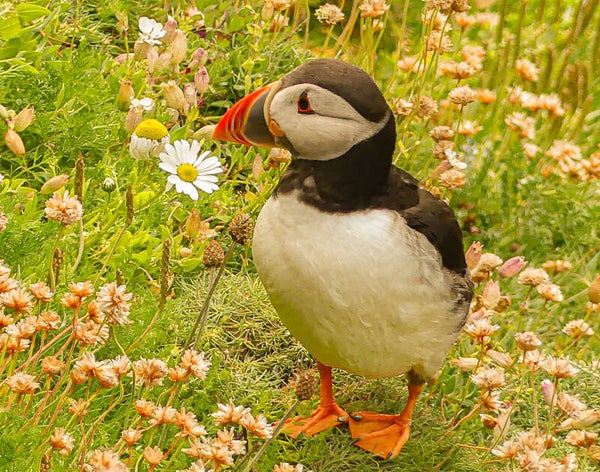 A Puffin Sumburgh Head Shetland