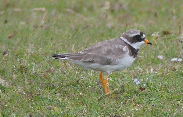 Ringed Plover