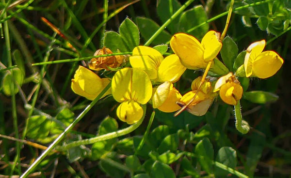 Birdsfoot Trefoil