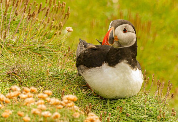A Puffin Sumburgh Head Shetland