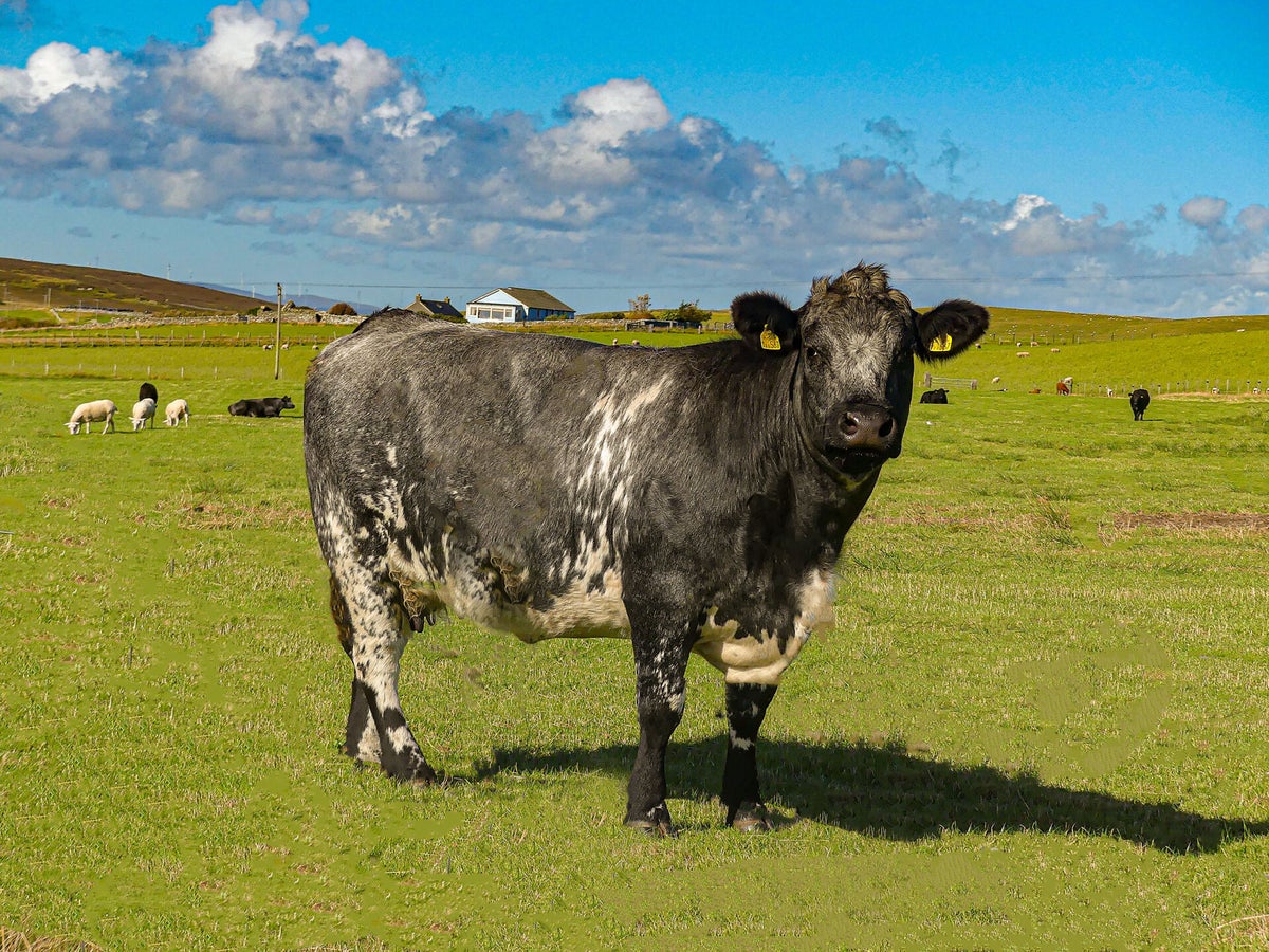 Bressay Cow | Nordic photographic