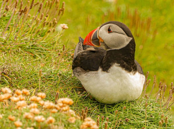 A Puffin Sumburgh Head Shetland