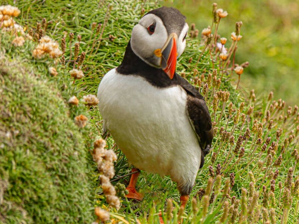 A puffin Sumburgh Head Shetland