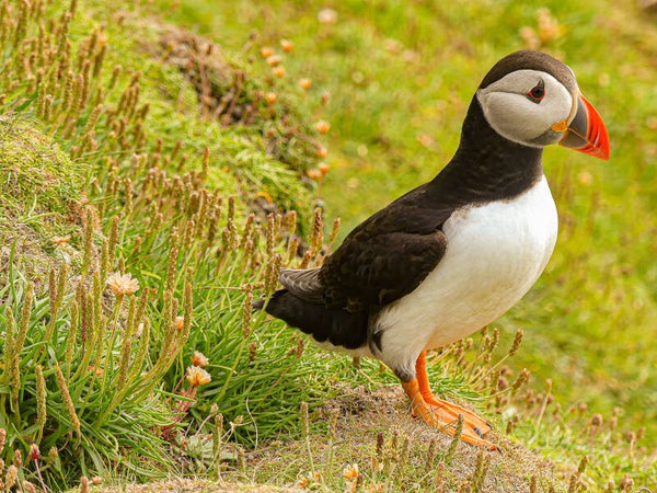 A Puffin Sumburgh Head Shetland