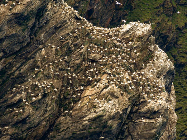 Gannets Unst Shetland