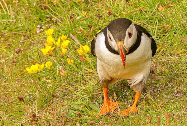 A Puffin Sumburgh Head Shetland