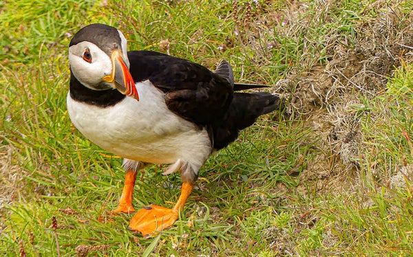 A Puffin Sumburgh Head Shetland